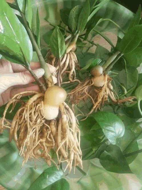 Sprinkle some on the bottom of the money tree pot with a little gourd arrangement.