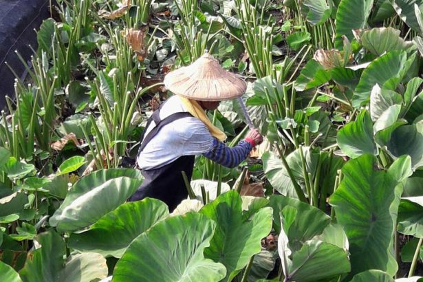 Taro diseases and insect pests are difficult to pay attention to the habit of taro cheap, organic taro this road is not open? Professional taro farmers say so.