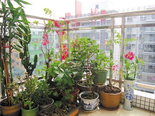 These three kinds of green plants are placed in the home, and the rich love to raise them.