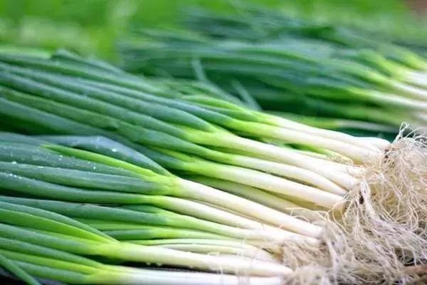 It is convenient and fresh to plant onions on the balcony.