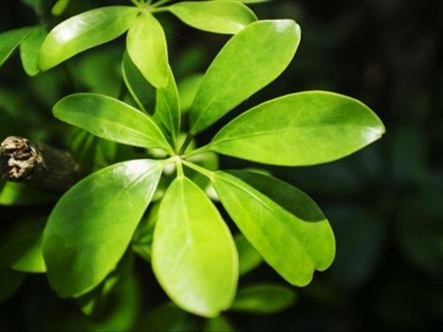 How to keep the duck palm wood simple and easy to grow in order to blossom and flourish more flowers and leaves?