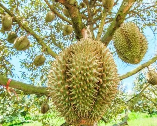 There are hundreds of durian in one durian tree. Why is it so expensive? Is it humiliating that you can't afford durian?