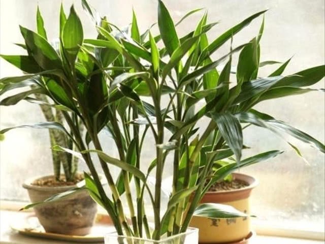 What things should you pay attention to when cultivating rich bamboos in water culture? you should know these things.