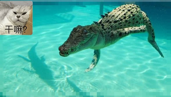 Two foreign onlookers became popular and watched the crocodile swallowing meat up close and were so scared that they didn't move.