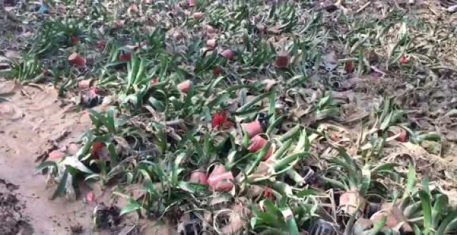 Flower producing area Qingzhou rainstorm affected flowers may soar in the short term.