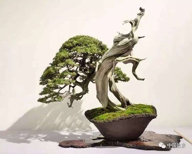 The benefit, dryness and rotten noodles of Lingnan bonsai are intriguing.