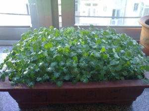 Vegetable prices soar. Coriander costs 39.9 yuan per jin. I was so scared that I quickly planted a pot at home without spending money.