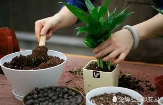 Don't throw away the old soil after the pot has been changed. It can be used again.