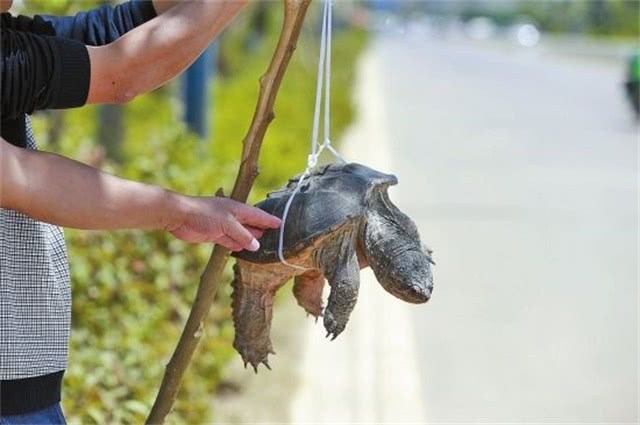 It is the king of freshwater and foreigners have a headache. After China's introduction, farmers use it to make a fortune.