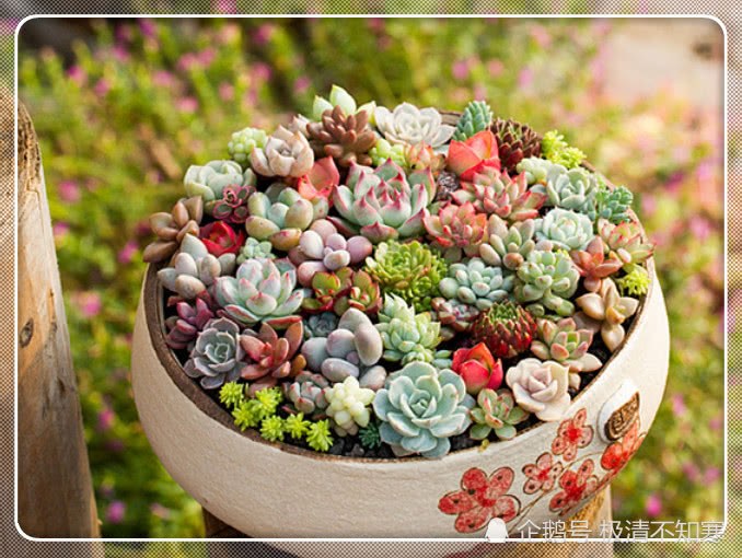 What kind of succulent plant do the 12 constellations look like most? I'm a peach beauty. What about you?