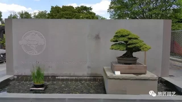 Blockbuster attack: bonsai Exhibition in the National Botanical Garden