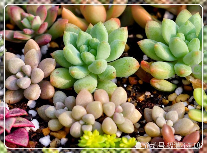 If you become big in half a year, you know that these succulent leaves can play happily in summer.