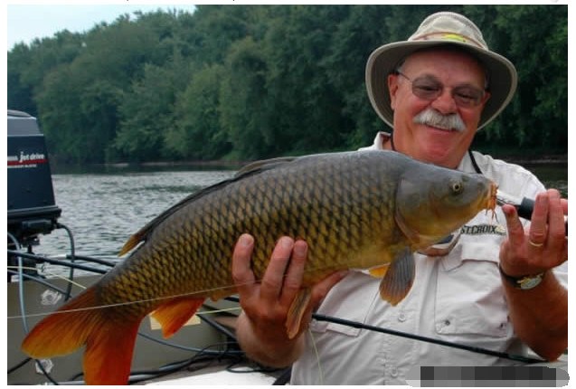 From swimming in the United States to carp infested in Canada, the government offered a reward of tens of millions of fish for more than 50,000 fish.