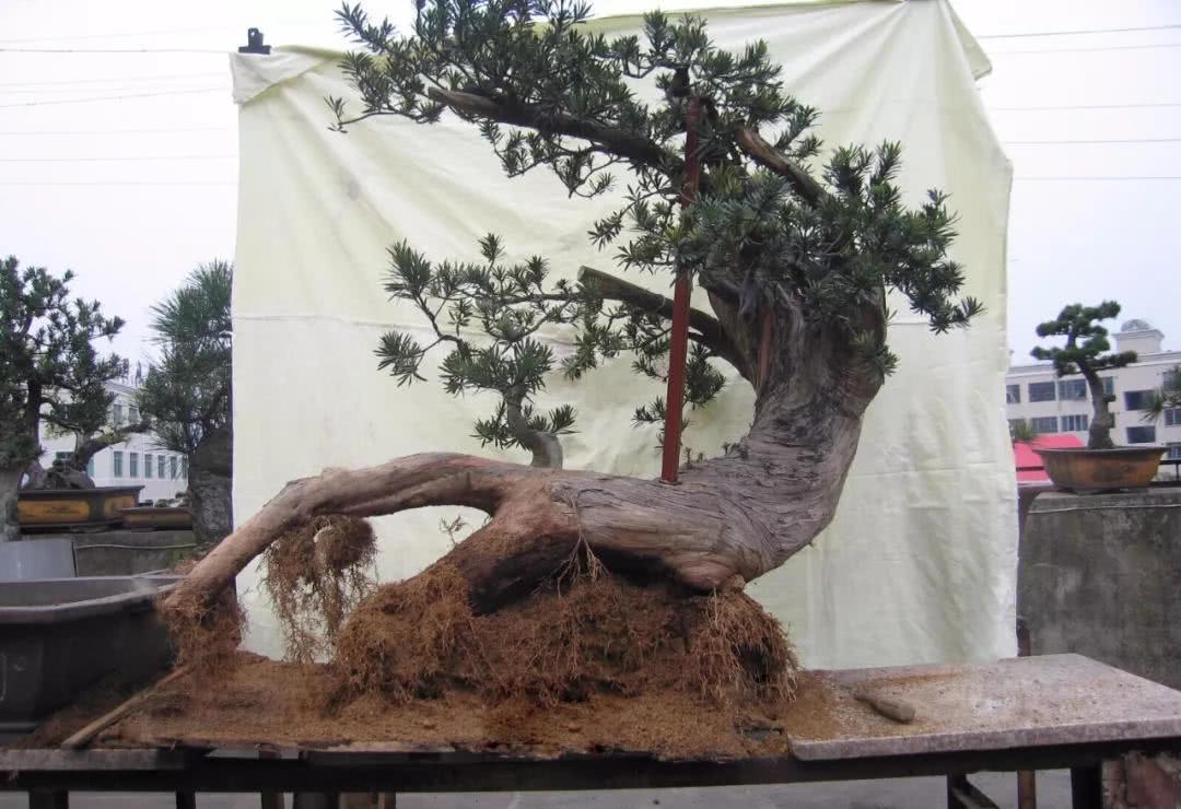 There is a long queue of people who want to buy a hundred-year-old Luohan pine after more than ten years of transformation.