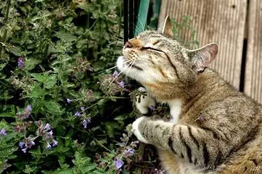 Magic mint cat mint can even conquer a tiger, you know? What kind of plant is this?