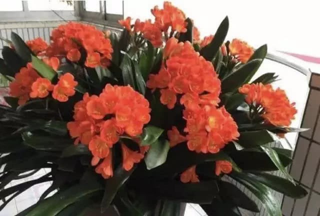 Have you seen clivia, Yushu and orchids that have been raised for decades? too amazing