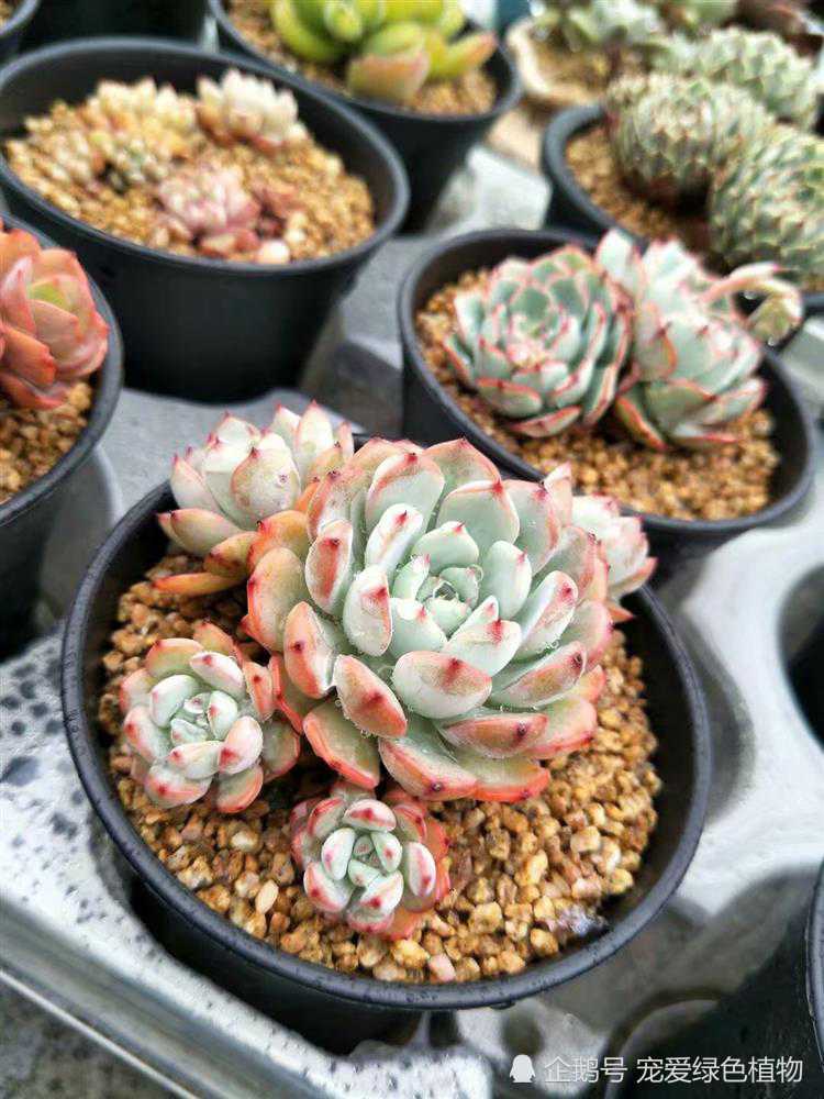 In the autumn, the succulent Society will no longer worry about rotting roots due to too much watering.