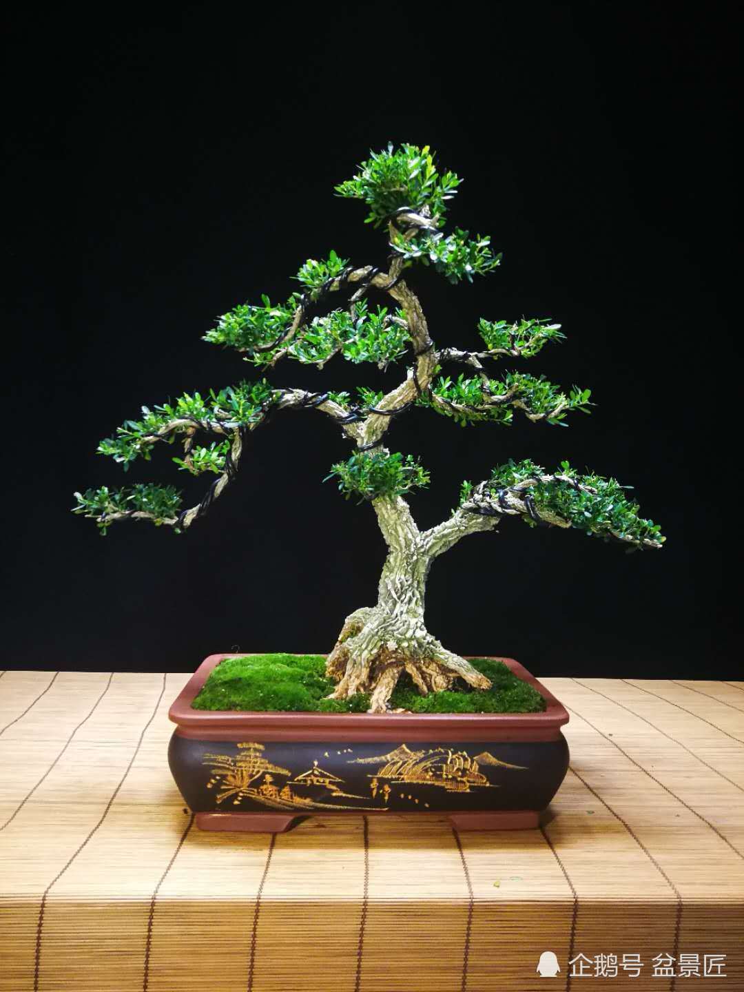 Why do you like bird tongue and yellow poplar? Enjoy the boxwood bonsai, just look at these points.