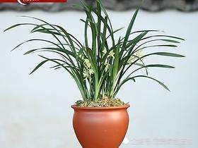 Raising orchids in autumn uses this method to sprout flowers and spend less money.