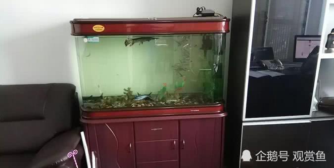 Is it better not to raise fish in a fengshui tank than to raise fish? Are there any taboos?