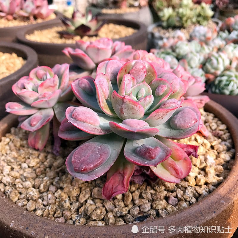 Who doesn't like the succulent plants that grow in the flesh show?