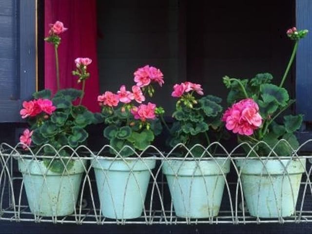 How should geranium be fertilized when it blooms can slow-release fertilizer be applied?