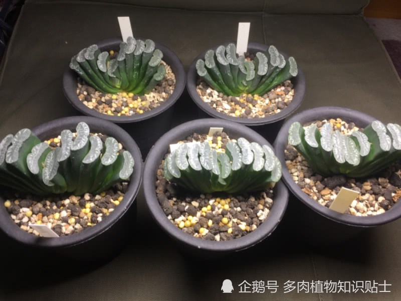 Know-how to see the value of these five-year-old jade fans?