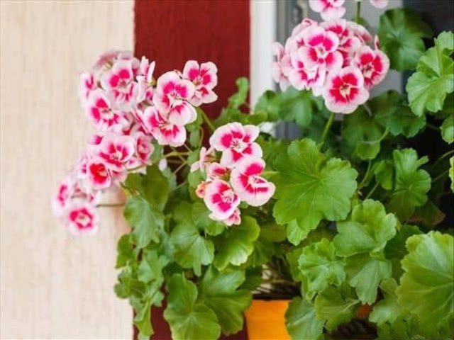 If you want geranium to winter smoothly, we can pay attention to it. These things are not the problem.