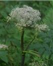 How to prevent early bolting of Angelica sinensis?