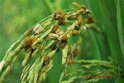 Prevention and control of rice diseases and insect pests: how to control rice false smut?