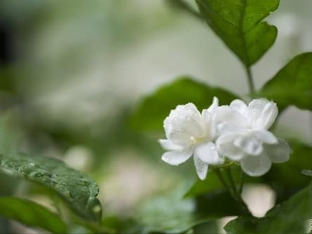 What does the flower language of jasmine represent? different colors mean different things.