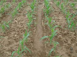 How to manage summer corn seedlings?
