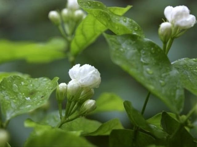 How to fertilize jasmine gardenia when conserving it can be done like this