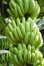 How to maintain banana flowers and fruits comprehensively?