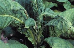 What are the symptoms of tobacco pesticide damage?