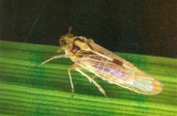Control of rice diseases and insect pests: how to control rice planthopper?