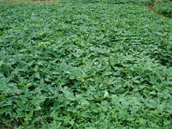 Do sweet potatoes need to turn over vines?