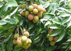 What pesticides are commonly used in Feizixiao litchi?