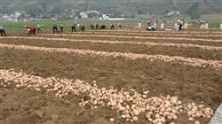 How can growing potatoes increase production?
