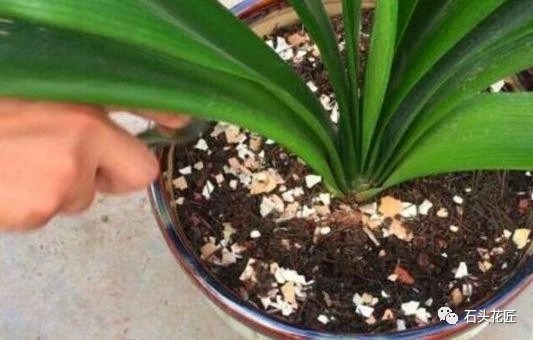 Eggshell flower cultivation can be used as fertilizer and flowerpot netizens: flower artifact