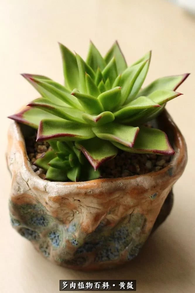 It is the absolute truth for succulent plants to spend the third season of summer calmly.