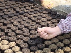 The method of raising Cotton Seedling in Nutrition Bowl and moving Seedling