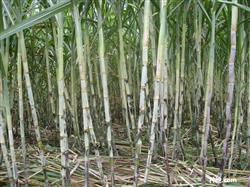 What techniques can increase sugar content in sugarcane planting?