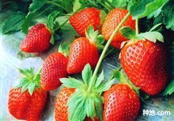 How do strawberries control diseases and insect pests without pollution?