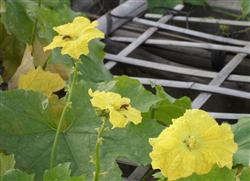 What causes towel gourd rotten flowers?