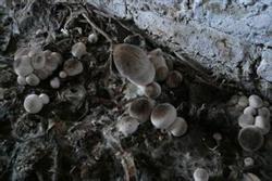 Several keys to high and stable yield of cultivated volvariella volvacea