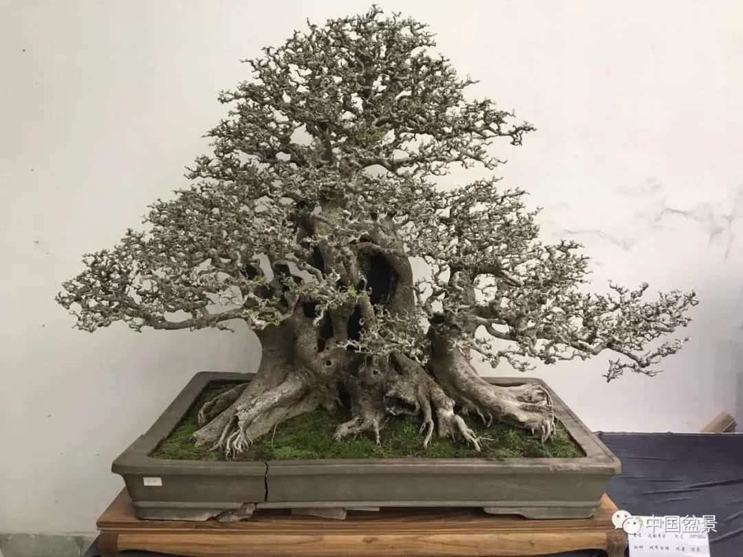 Enjoy bonsai and laugh at life