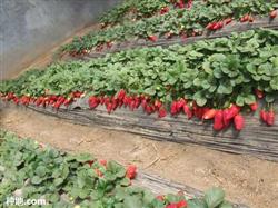 How to disinfect the strawberry field?