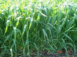 There are skills in the control of wheat diseases and insect pests after spring.