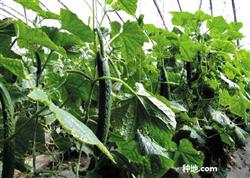 How to grow cucumbers in summer and autumn